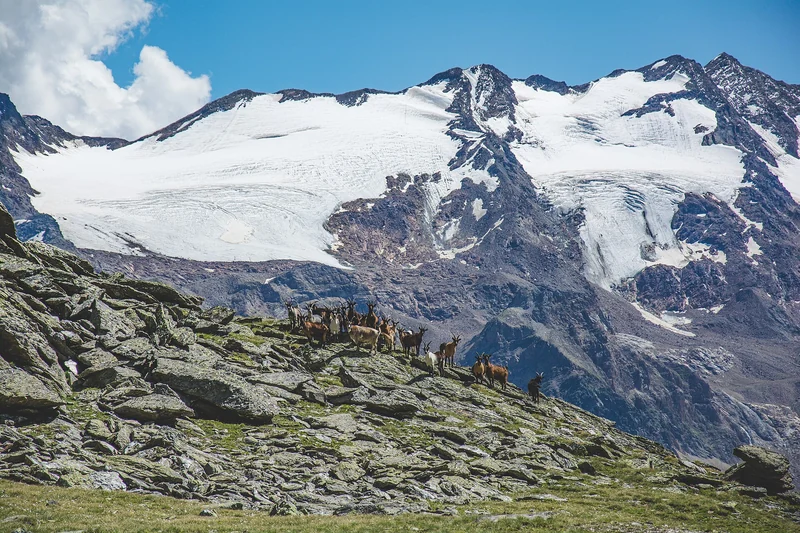 Mountain goats on a rocky alpine slope